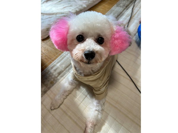 モデル犬卒業後、里親さん宅での様子☆～ソニーちゃん～